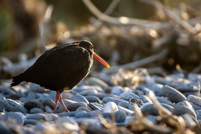 Okarito Nature Tour - Real Experiences from Travelers