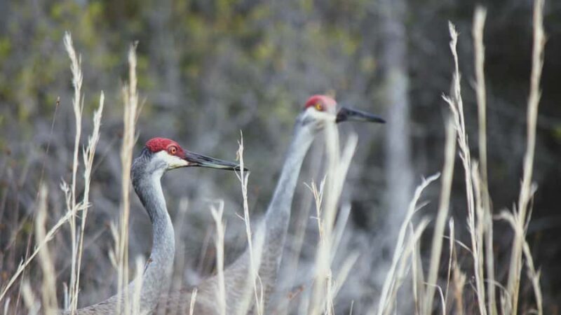 Okefenokee Swamp: Guided Boat Tour with a Local Naturalist - Key Points