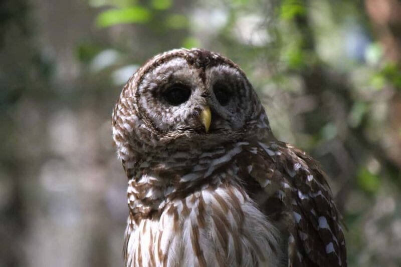 Okefenokee Swamp: Guided Boat Tour with a Local Naturalist - Final Thoughts