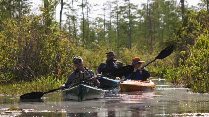 Okefenokee Swamp: Guided Kayak Tour with a Local Naturalist - Why This Tour Offers Great Value