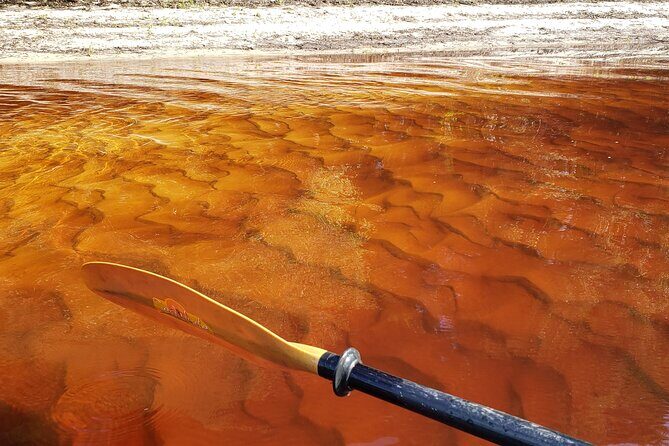 Okefenokee Swamp: Guided Kayak Tour with a Local Naturalist - The Sum Up: Who Is This Tour Best For?