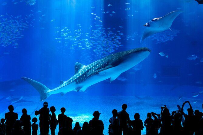 Okinawa Hip-hop Bus B Course Tour (Okinawa Churaumi Aquarium) - Key Points