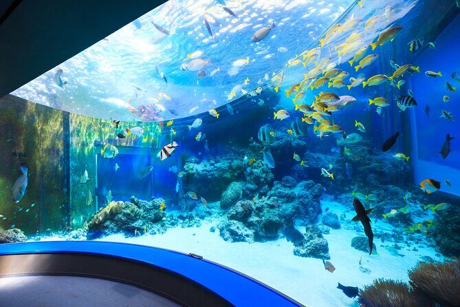 Okinawa Hip-hop Bus B Course Tour (Okinawa Churaumi Aquarium) - An In-Depth Look at the Tour Experience