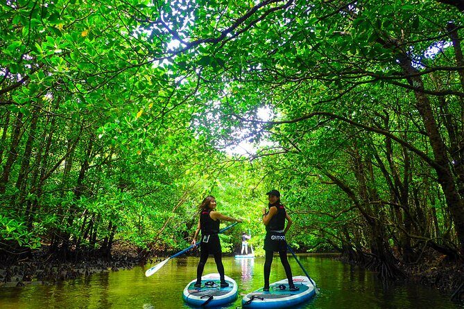Okinawa Iriomote Mangrove SUP or Canoe Tour - An Overview of the Iriomote Mangrove Tour