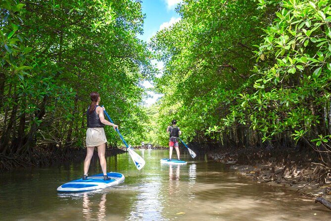 Okinawa Iriomote Mangrove SUP or Canoe Tour - Why This Tour Is a Solid Choice