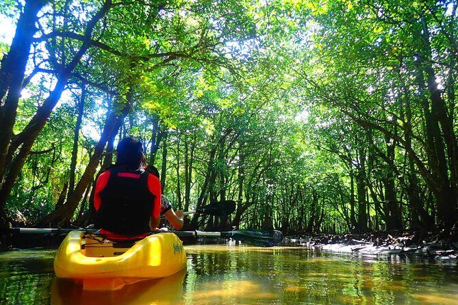 Okinawa Iriomote Mangrove SUP or Canoe Tour - Who Will Love This Experience