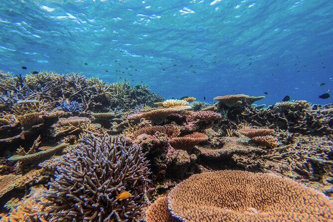 Okinawa Iriomote Snorkeling Tour at Coral Island - What to Expect from the Tour