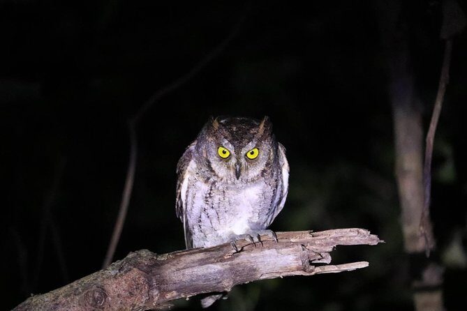 Okinawa Iriomotejima Night Adventure Tour - Authentic Encounters and Review Highlights