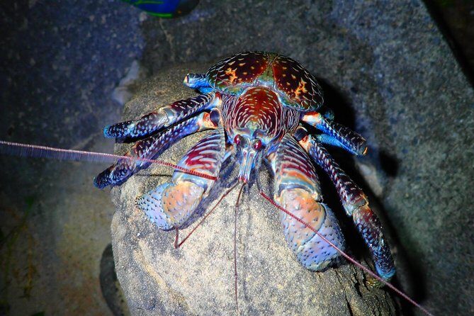Okinawa Iriomotejima Night Adventure Tour - Final Thoughts