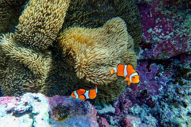 Okinawa Ishigaki Blue Cave Snorkeling Tour - Who Will Love This Tour?