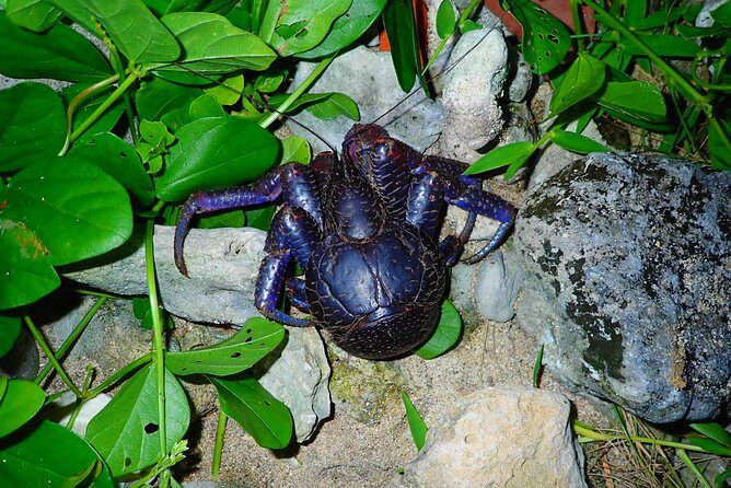 Okinawa Ishigaki Island Night Starry sky and Jungle night tour - An In-Depth Look at the Ishigaki Night Tour