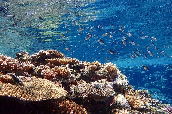 Okinawa Ishigaki Kabira Bay SUP or Canoe and Blue Cave Snorkeling - FAQ