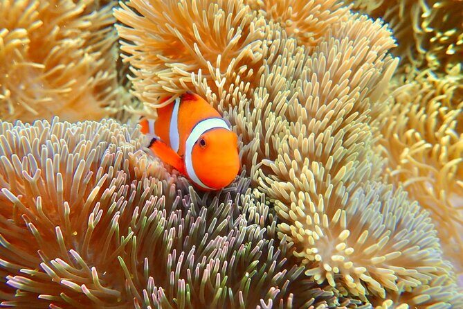 [Okinawa Miyako] Natural Aquarium! Tropical Snorkeling. - What to Expect from the Tour: A Detailed Breakdown
