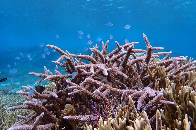 [Okinawa Miyako] Natural Aquarium! Tropical Snorkeling. - Practical Tips for Making the Most of Your Snorkeling Tour