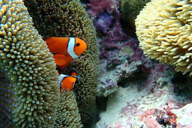 [Okinawa Miyako] Natural Aquarium! Tropical Snorkeling. - Final Thoughts: Is This Tour Right for You?
