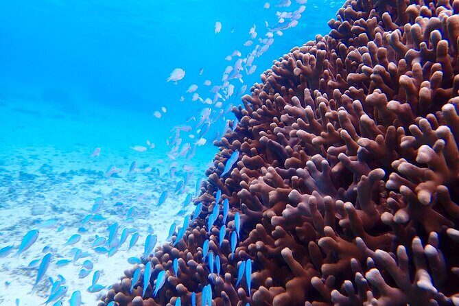 [Okinawa Miyako] Natural Aquarium! Tropical Snorkeling. - FAQ: Common Questions About the Miyako Island Snorkeling Tour