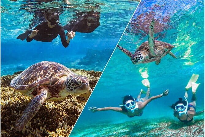 Okinawa Miyako Sea turtle Snorkeling Free Pick up and Drop off - An In-Depth Look at the Miyakojima Snorkeling Experience