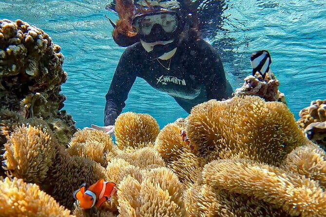 Okinawa Miyako Sea turtle Snorkeling Free Pick up and Drop off - FAQ
