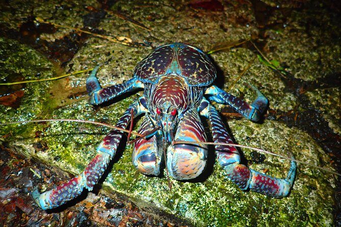 Okinawa Miyako Star gazing and subtropical jungle night tour - Final Thoughts