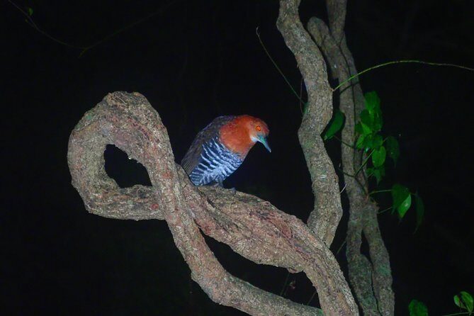 Okinawa Miyako Star gazing and subtropical jungle night tour - Frequently Asked Questions