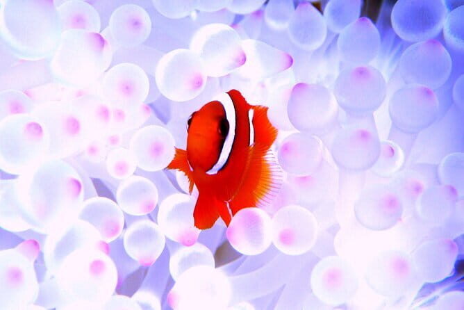 Okinawa: Naha: 1 day Kerama Islands experience diving/snorkeling - Introduction