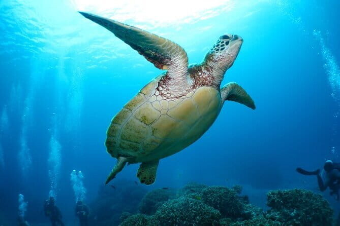 Okinawa: Naha: 1 day Kerama Islands experience diving/snorkeling - Key Points