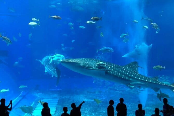 Okinawa: Naha: 1 day Kerama Islands experience diving/snorkeling - Final Thoughts: Who Is This Tour Best For?