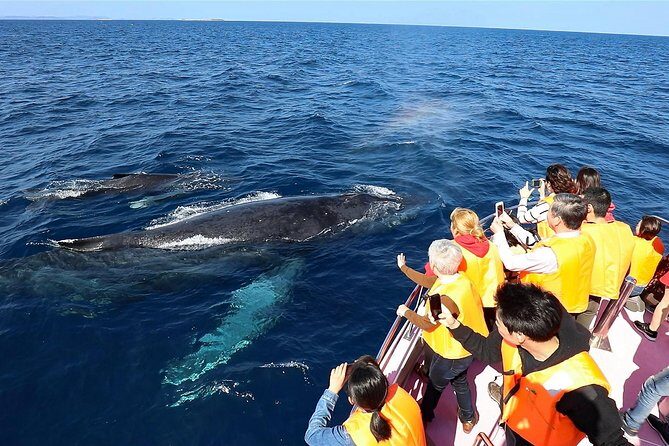 Okinawa Whale Watching From Naha - The Itinerary and What You Can Expect