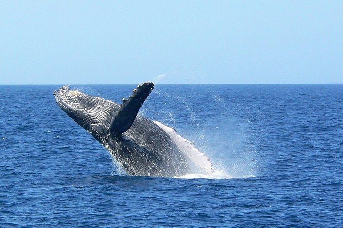 Okinawa Whale Watching From Naha - The Sum Up