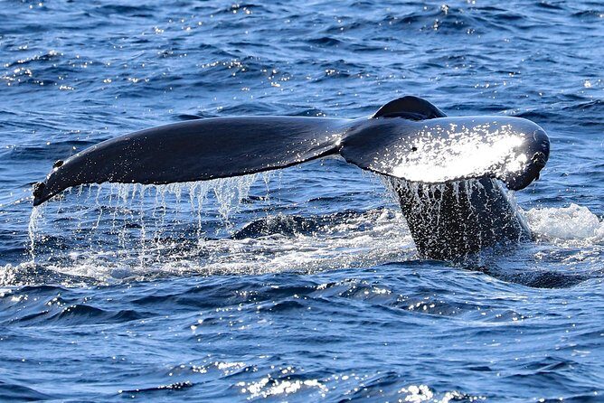 Okinawa Whale Watching From Naha - FAQ