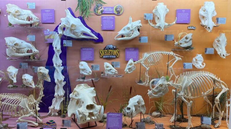 Oklahoma City: SKELETONS: Museum of Osteology Ticket - Key Points