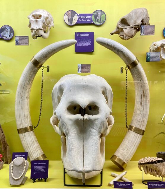 Oklahoma City: SKELETONS: Museum of Osteology Ticket - The Value and Practical Considerations