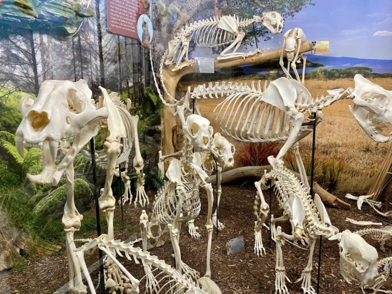 Oklahoma City: SKELETONS: Museum of Osteology Ticket - FAQ