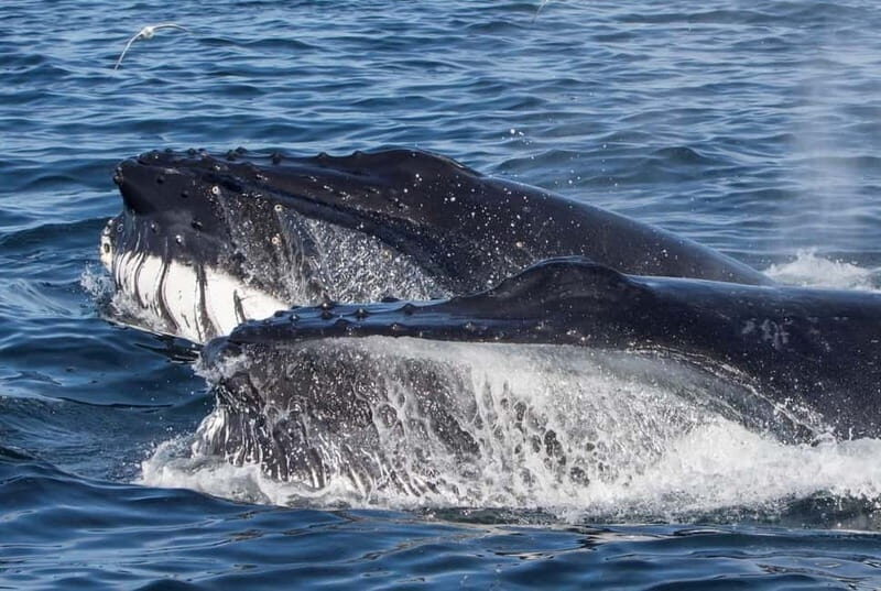 Ólafsvík: Whale Watching Tour - Key Points