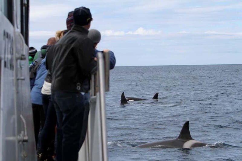 Ólafsvík: Whale Watching Tour - Starting Point and Setting Expectations
