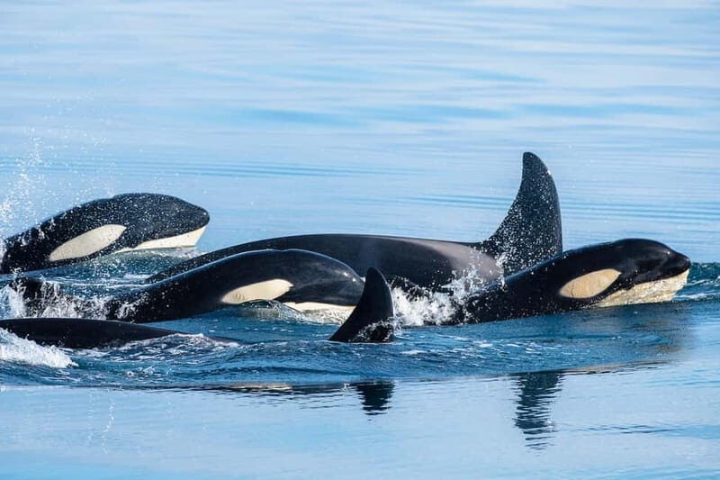 Ólafsvík: Whale Watching Tour - The Marine Life Encounter