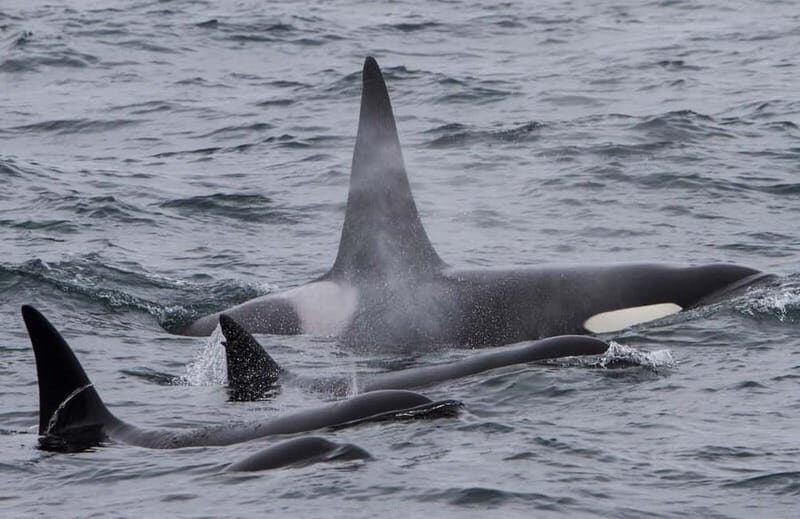 Ólafsvík: Whale Watching Tour - Practical Tips for a Great Experience