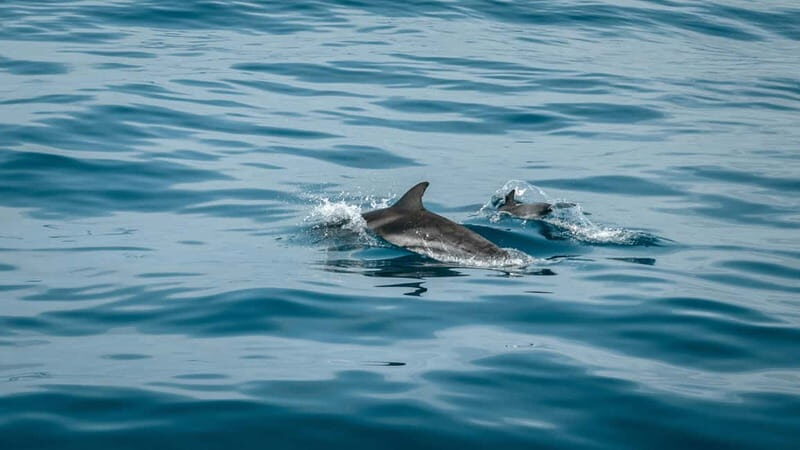 Olbia: Dolphin Watching & Snorkeling Boat Trip - An In-Depth Look at the Experience
