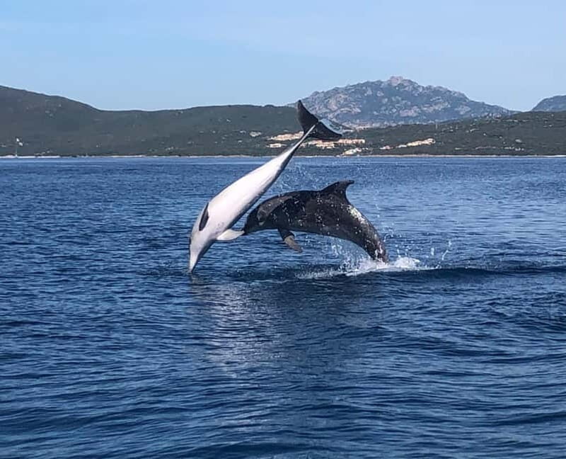 Olbia: : ecological boat trip for dolphin spotting - An Honest Look at the Dolphin Spotting Experience in Olbia