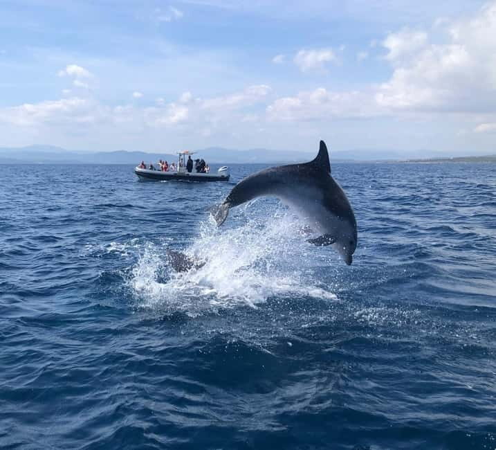 Olbia: : ecological boat trip for dolphin spotting - Final Thoughts