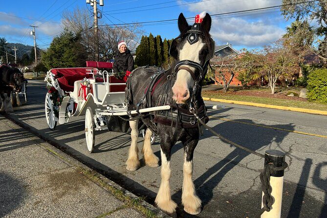 Old fashioned Horse Drawn Caroling Tour - A Detailed Look at the Tour Experience