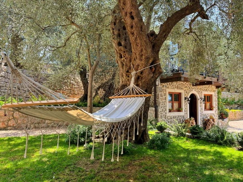 Old Town Bar, Old Olive Tree and the region of olive groves - What You Can Expect from the Tour