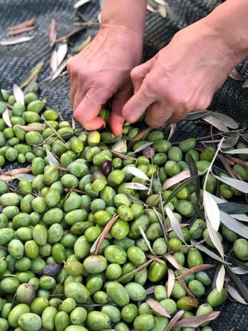 Old Town Bar, Old Olive Tree and the region of olive groves - Who Will Love This Tour?