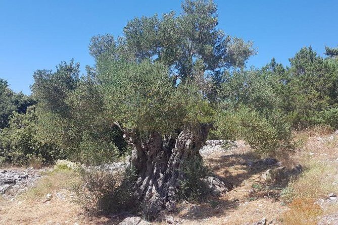 Oldest Olive Tree With Tasting And Lunch - Key Points