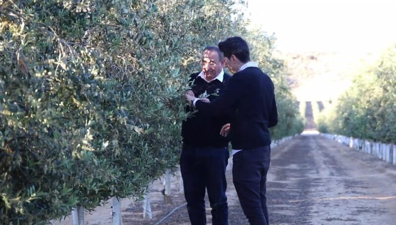 OleoAlmanzora: Guided tour + Masterclass of EVOO tasting Eng - Wrapping Up