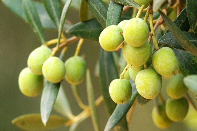 Oleotourism and olive oil tasting in Seville - Private tour - An In-Depth Look at the Tour Experience