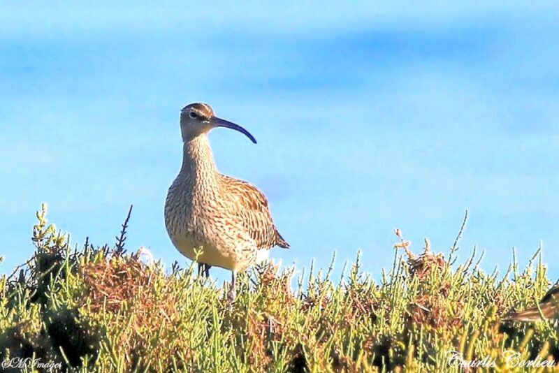 Olhão: 3 Islands Guided Sightseeing Tour with Lunch - The Experience in Detail