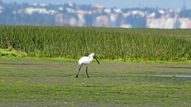 Olhão: Private Boat Tour to Ria Formosa - Who Will Love This Tour?
