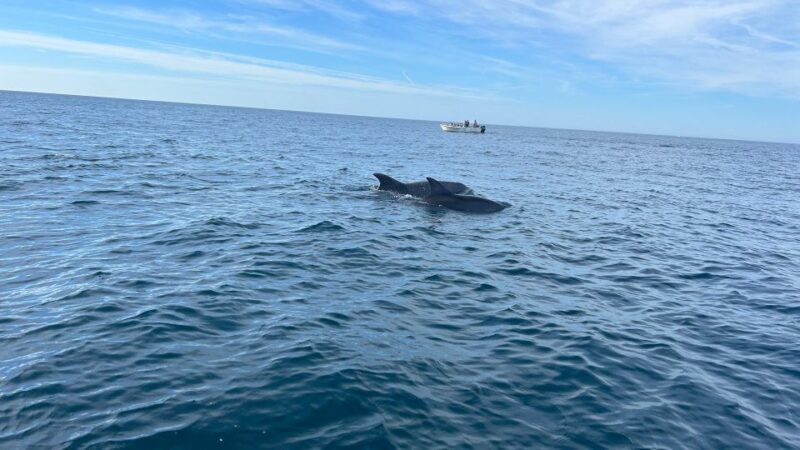Olhão- Safari Watching Dolphins and other species - The Itinerary: A Closer Look at Each Leg of the Tour