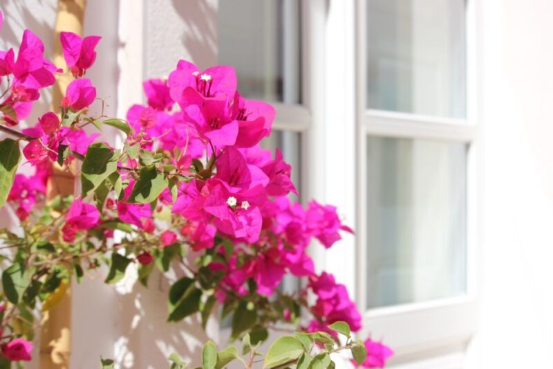 Olhão: Visit and play at the same time - Family trip - The Sum Up